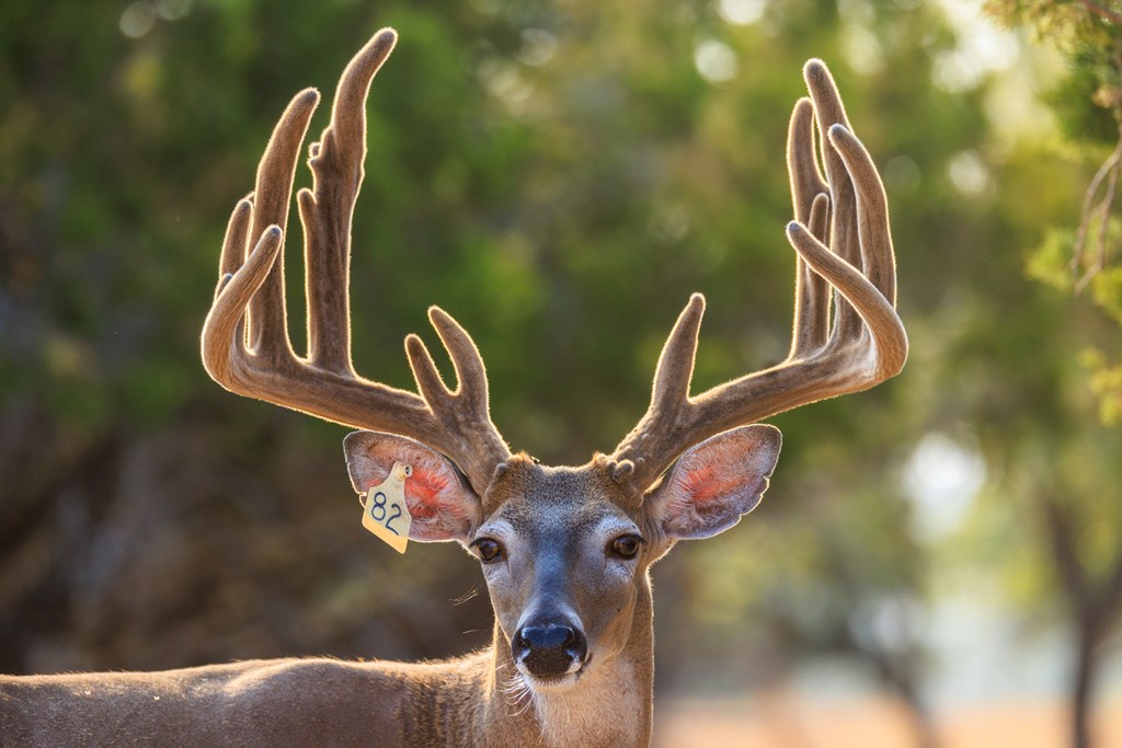 3417 Kc 443 Harper, TX 78631 - Photo 19 of 65