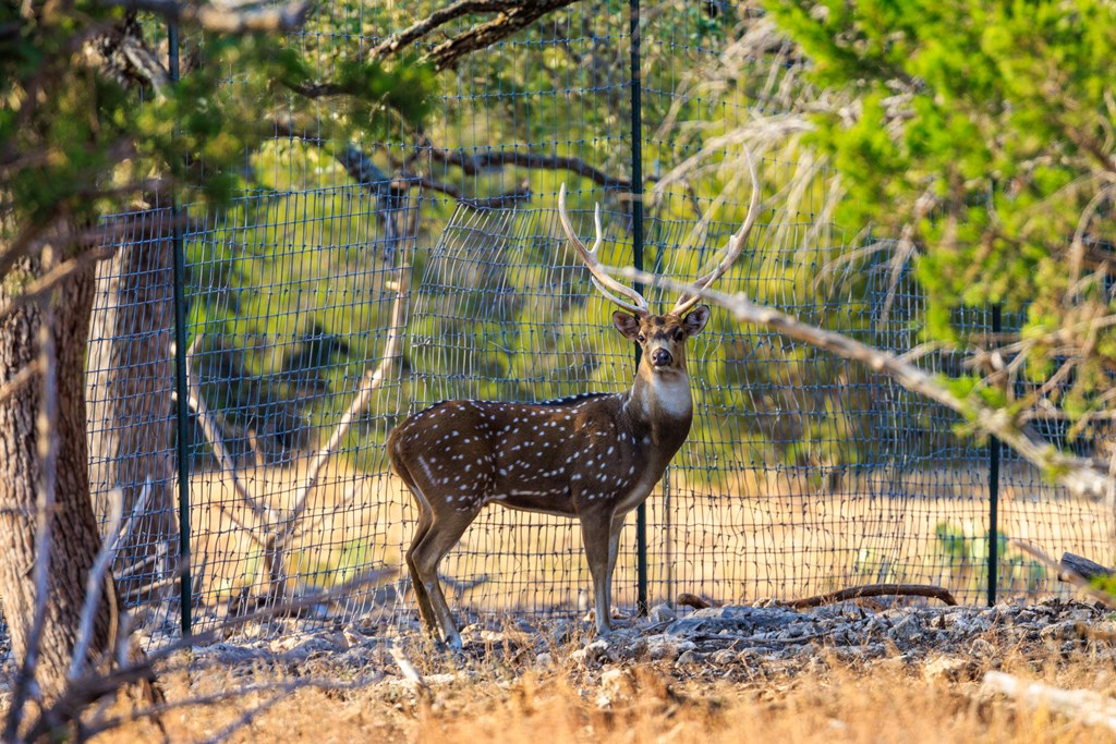 3417 Kc 443 Harper, TX 78631 - Photo 21 of 65 a backyard of a house with table and chairs