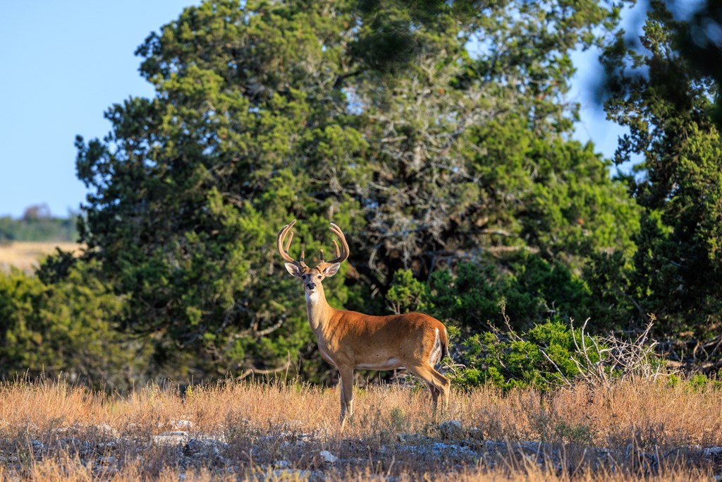 3417 Kc 443 Harper, TX 78631 - Photo 24 of 65 a backyard of a house with lawn chairs plants and lake view