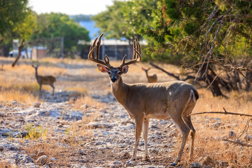 3417 Kc 443 Harper, TX 78631 - Photo 29 of 65 a view of a backyard