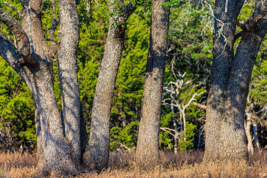 3417 Kc 443 Harper, TX 78631 - Photo 48 of 65 a plant that is in a garden