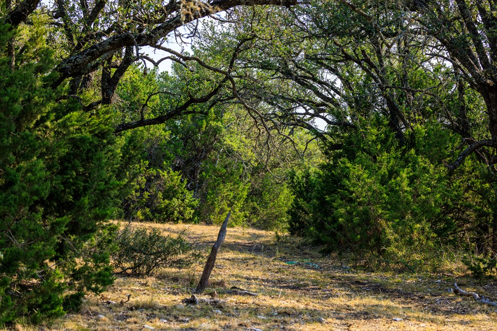 3417 Kc 443 Harper, TX 78631 - Photo 54 of 65 a view of a yard