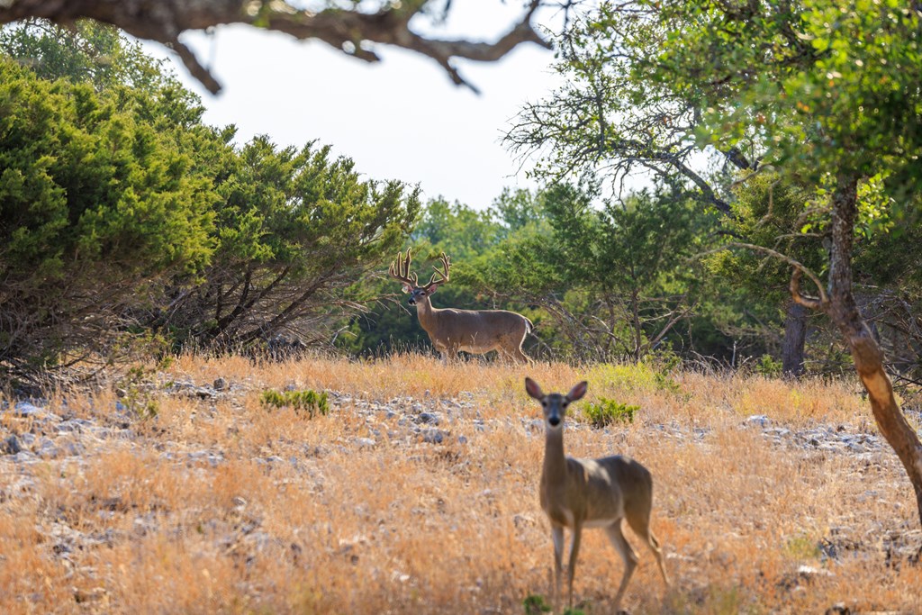 3417 Kc 443 Harper, TX 78631 - Photo 55 of 65 a view of a yard with wooden fence