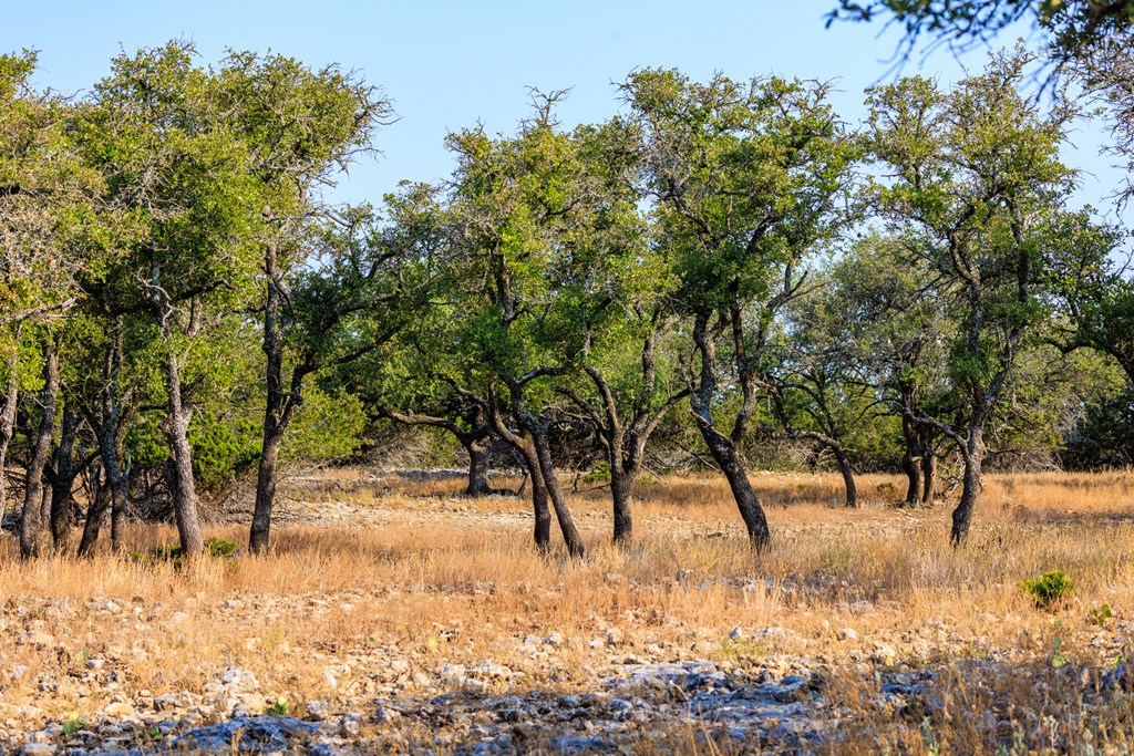 3417 Kc 443 Harper, TX 78631 - Photo 56 of 65 a view of outdoor space and a yard