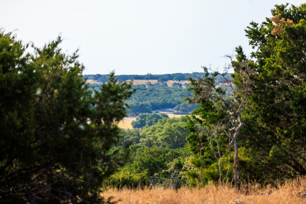 3417 Kc 443 Harper, TX 78631 - Photo 58 of 65 a view of a tree with a yard