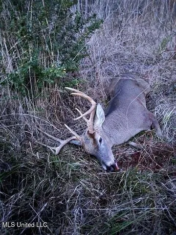 $149,500 | Mt Carmel Church Road, Foxworth, MS 39483