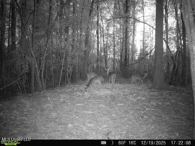 Mt Carmel Church Road Foxworth, MS 39483 - Photo 27 of 29 IMG_5711