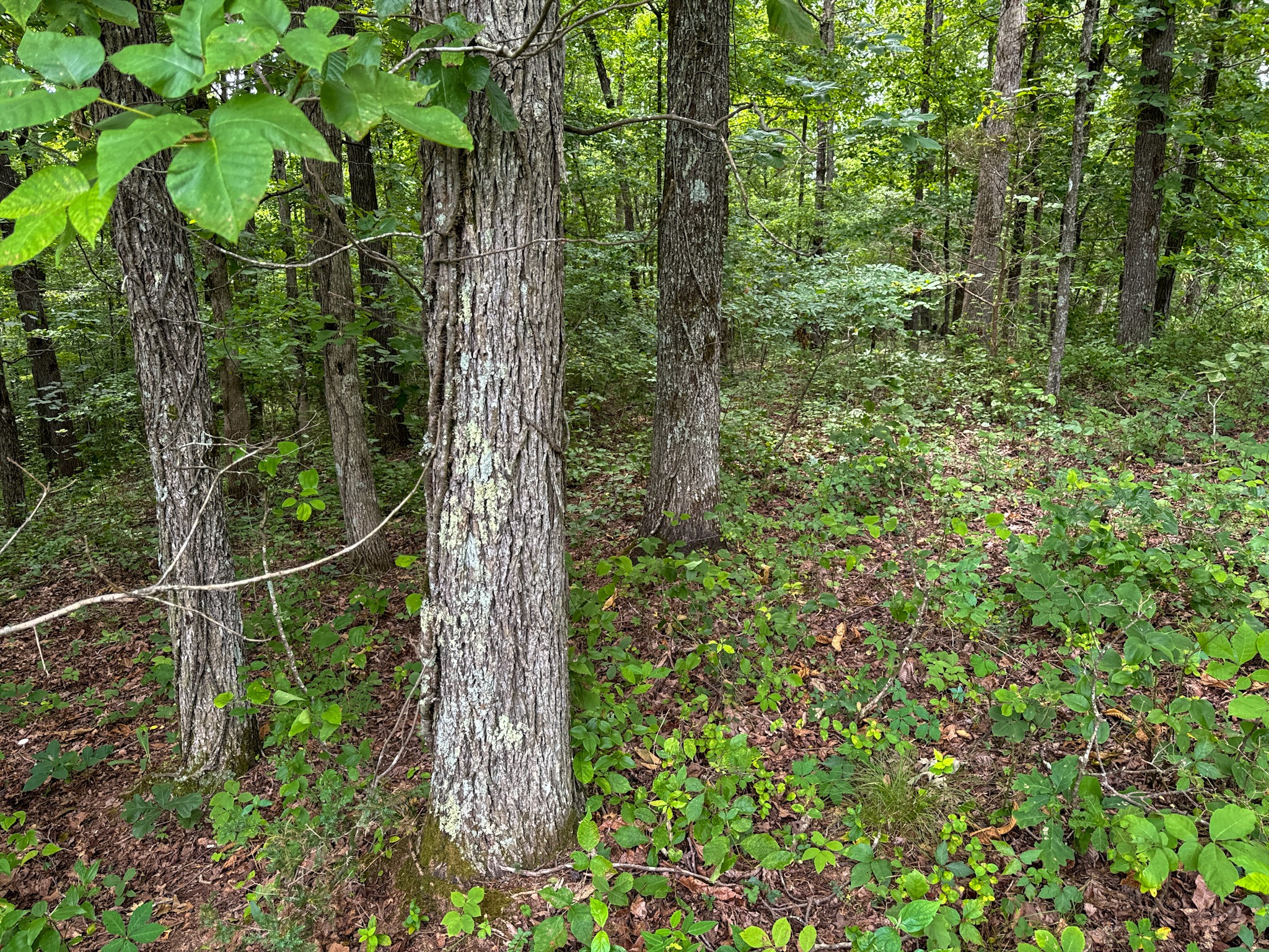 3850 Grandaddy Road Lawrenceburg, TN 38464 - Photo 27 of 61