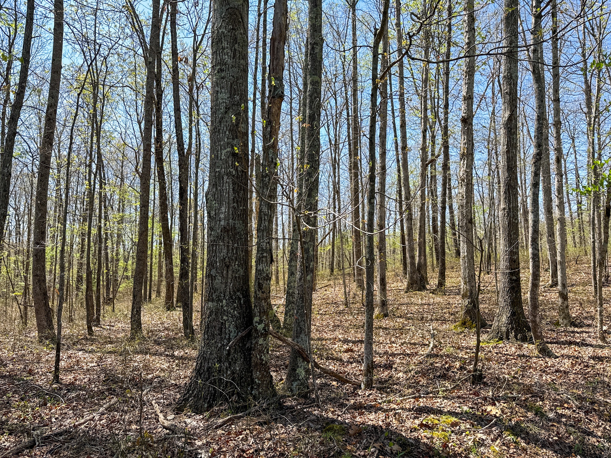 3850 Grandaddy Road Lawrenceburg, TN 38464 - Photo 57 of 61