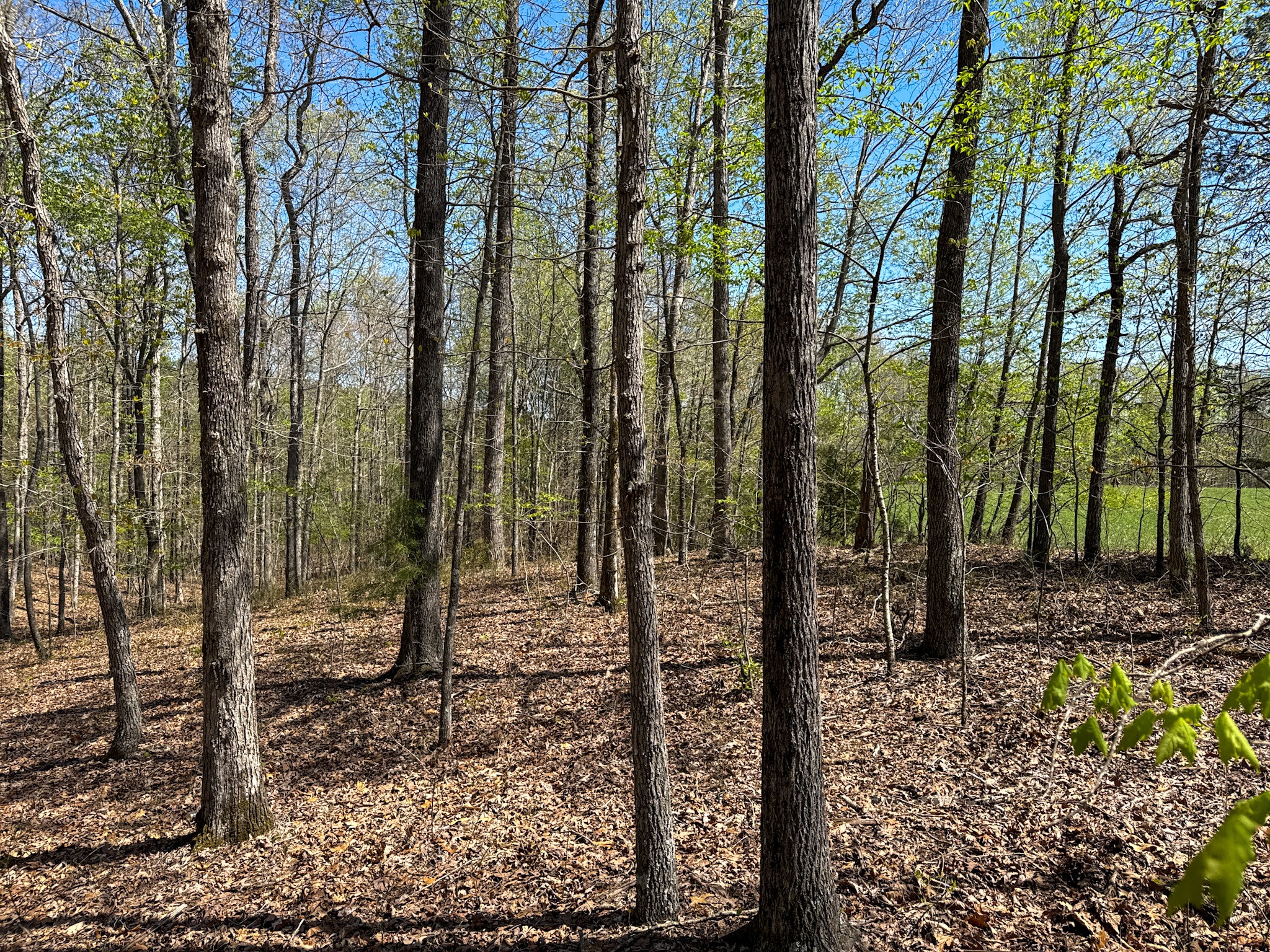 3850 Grandaddy Road Lawrenceburg, TN 38464 - Photo 59 of 61