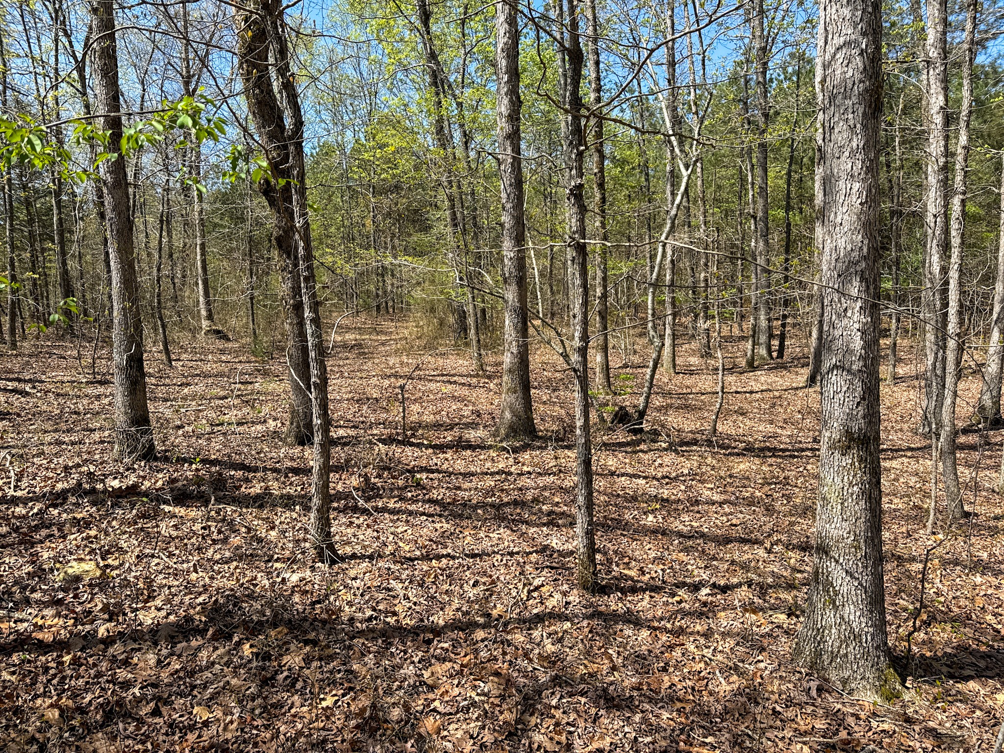3850 Grandaddy Road Lawrenceburg, TN 38464 - Photo 60 of 61