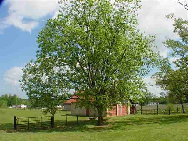 2460 Mt Lebanon Road Campobello, SC 29322 - Photo 19 of 22