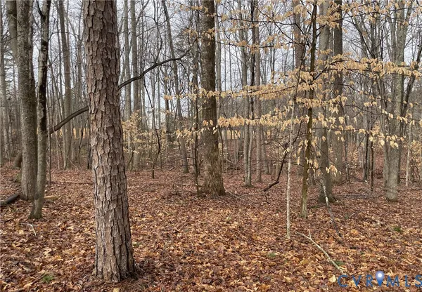 a view of a yard with trees