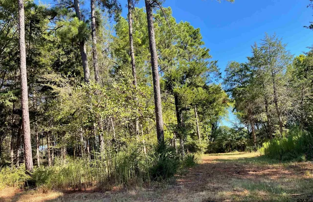 a view of a yard with plants and trees