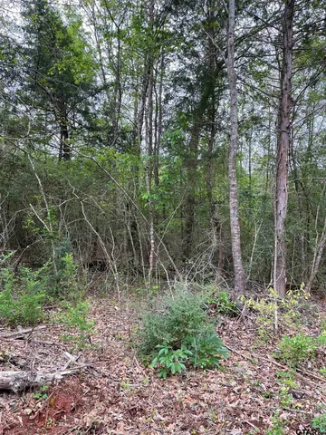 a view of a forest that has large trees