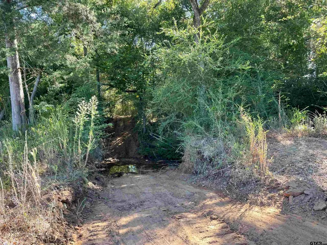 a view of a forest with trees in the background
