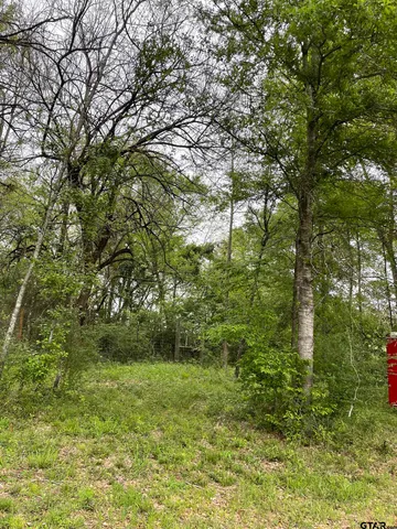 a view of a yard with plants and large trees