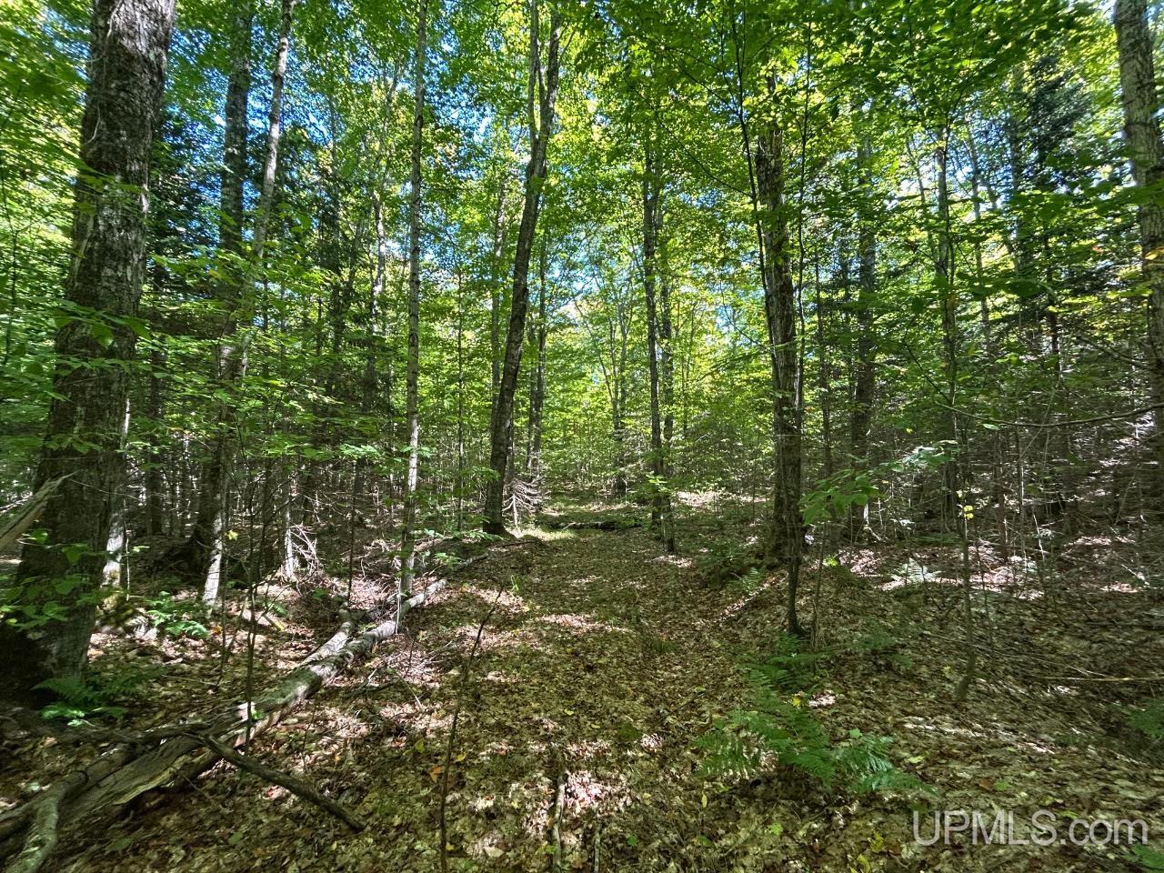 40-acres 40-acres Camp Road Shingleton, MI 49884 - Photo 7 of 20