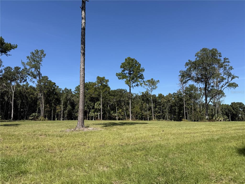 3 Northwest 193rd Street Reddick, FL 32686 - Photo 5 of 10 a view of a field with a tree in the background