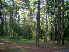 2656 Dozier Road Appling, GA 30802 - Photo 1 of 1 Main View