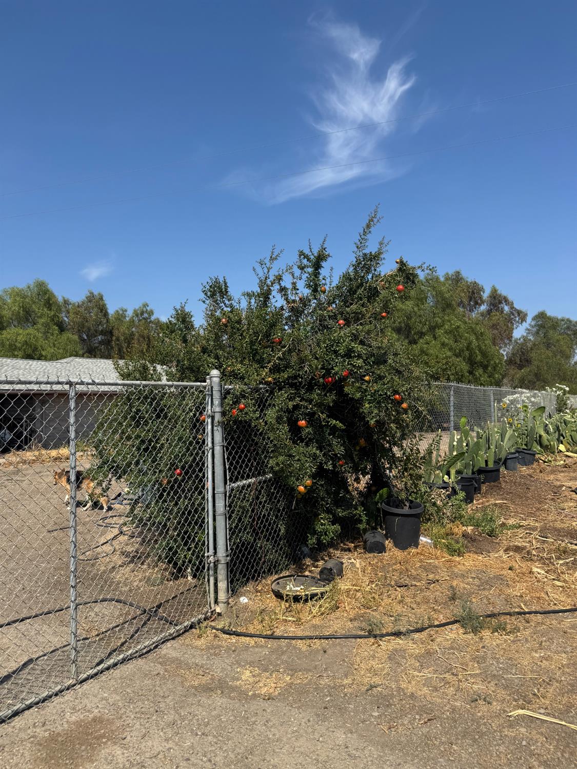 12201 Valpico Road Tracy, CA 95377 - Photo 40 of 47 Gallery Image 40