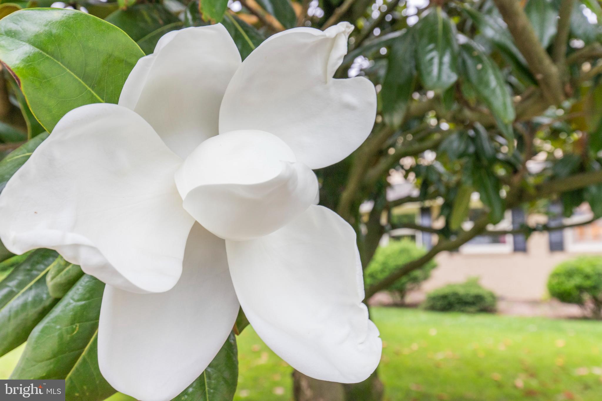 552 Maplewood Road Springfield, PA 19064 - Photo 5 of 30 Magnolia Tree