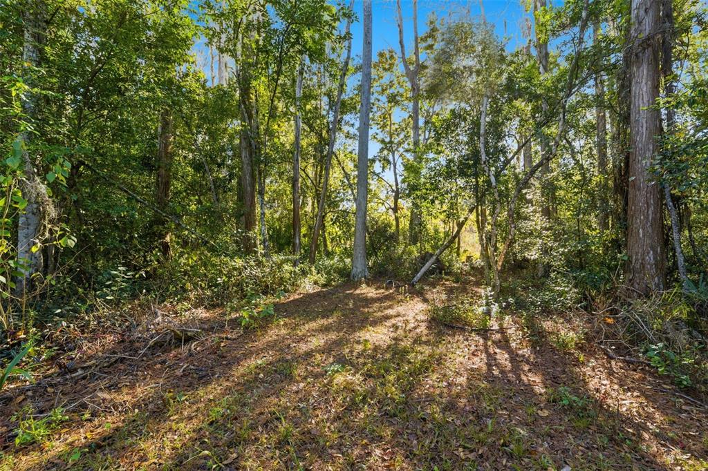 0 Moon Lake Circle New Port Richey, FL 34654 - Photo 7 of 22 a view of a yard with a tree