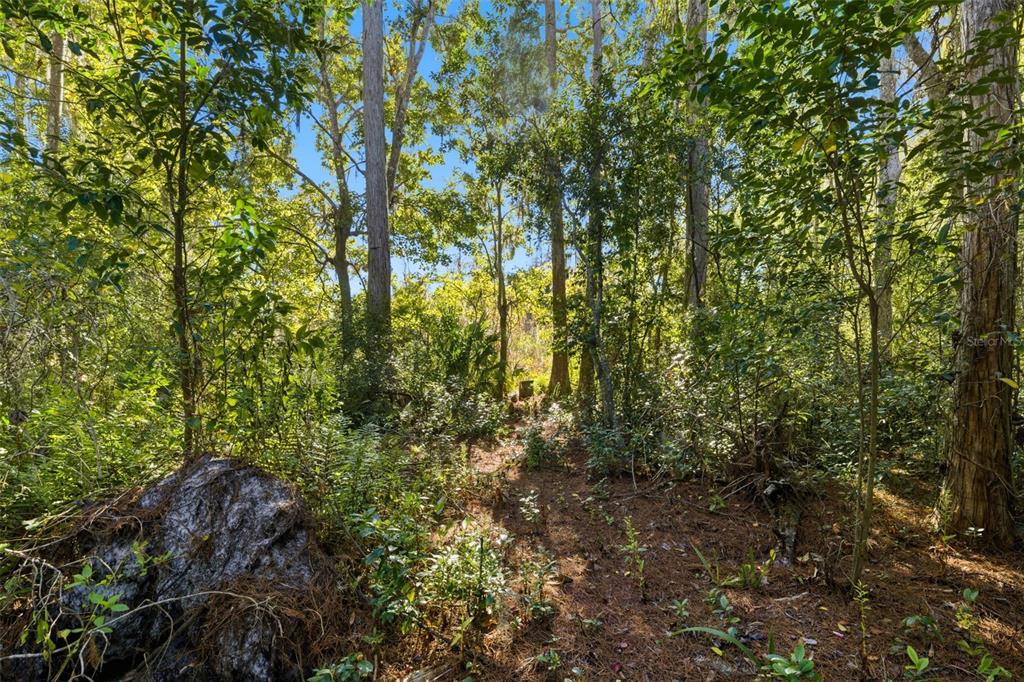 0 Moon Lake Circle New Port Richey, FL 34654 - Photo 8 of 22 a view of forest