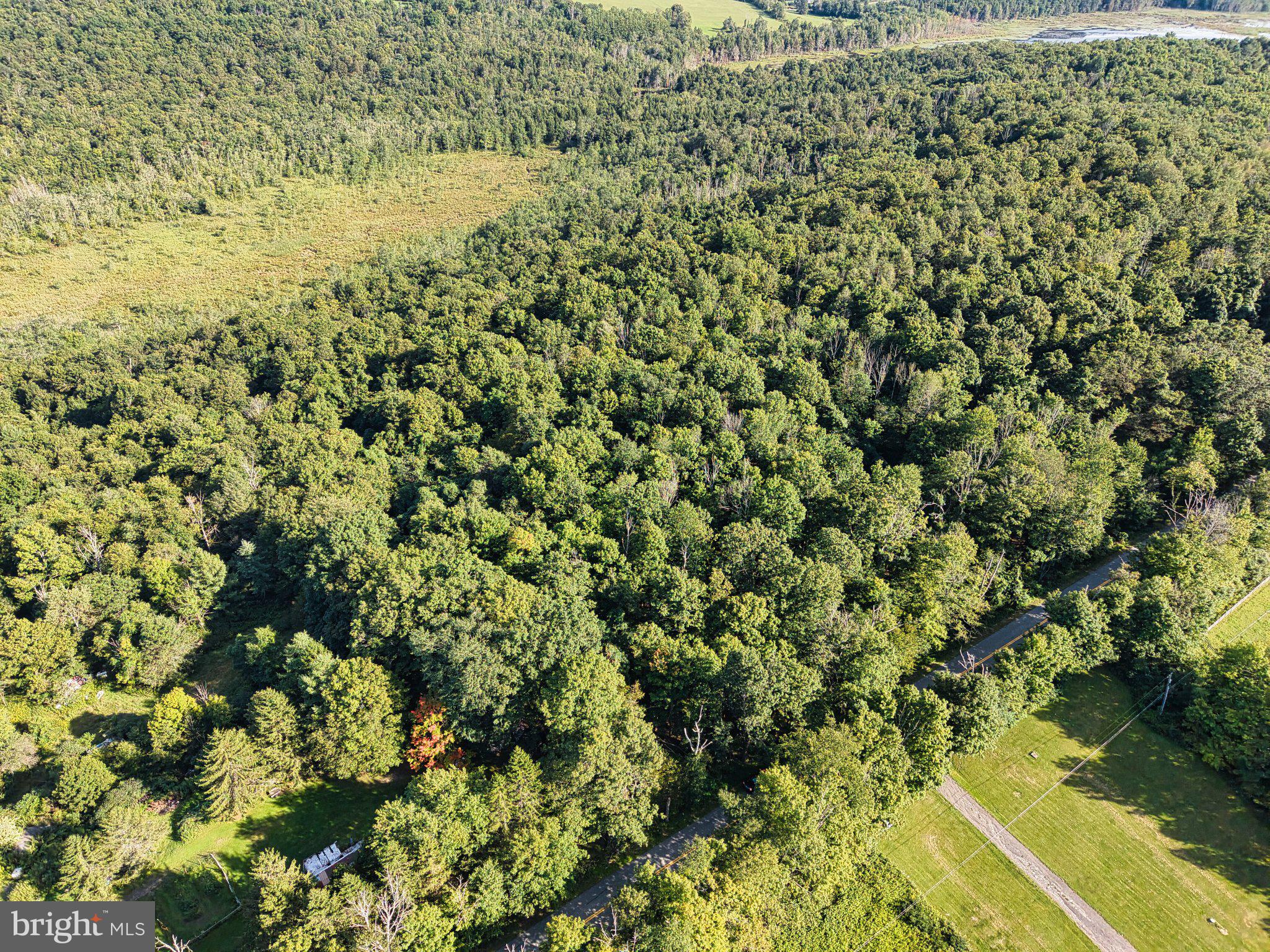 Lush green forest meets open fields.