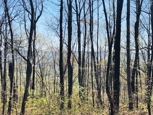 0 Vineyard Point Road Sequatchie, TN 37374 - Photo 2 of 7 a view of yard