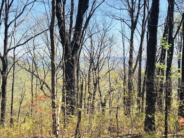 0 Vineyard Point Road Sequatchie, TN 37374 - Photo 4 of 7 a view of a yard with plants and trees
