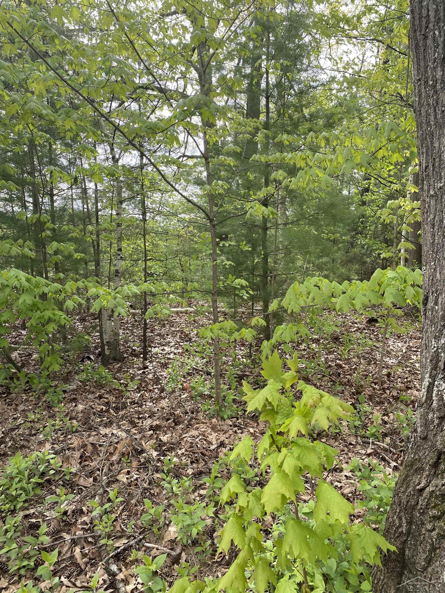 Vl Oakridge Road Beaverton, MI 48612 - Photo 2 of 7