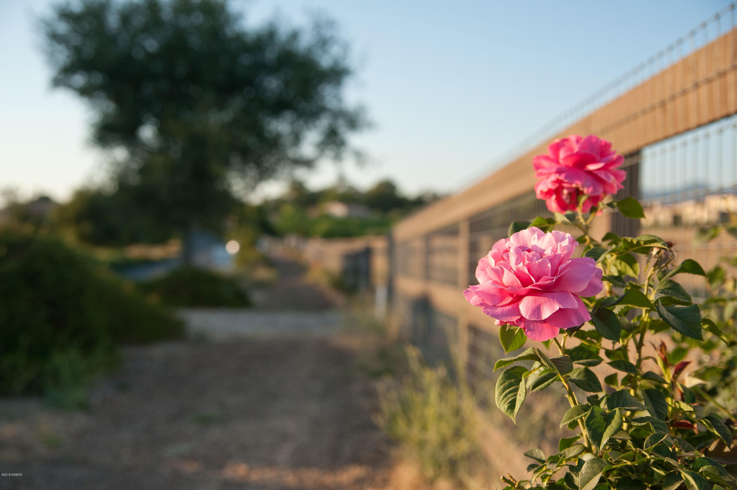 1776 Still Meadow Road Solvang, CA 93463 - Photo 8 of 8 a view of a flower