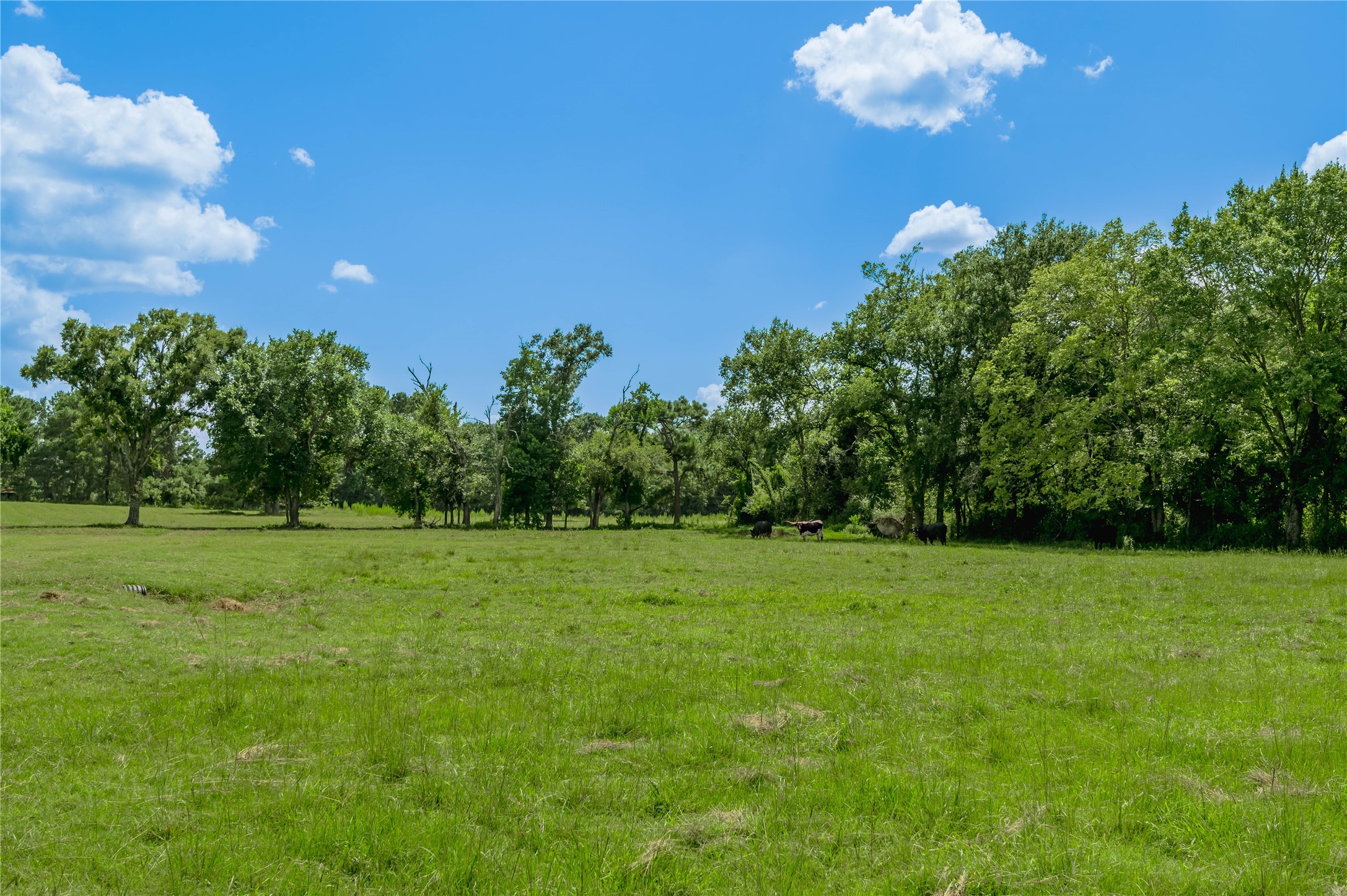 998 East 1st Street Groveton, TX 75845 - Photo 18 of 25 a view of a grassy field with trees in the background