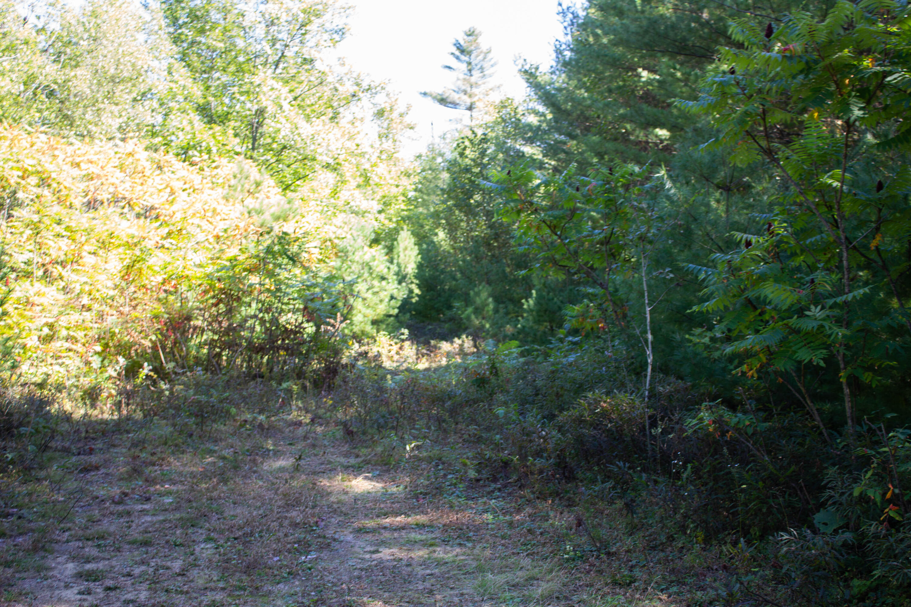Lot 21 Canton Point Road Dixfield, ME 04224 - Photo 9 of 19 IMG_7907