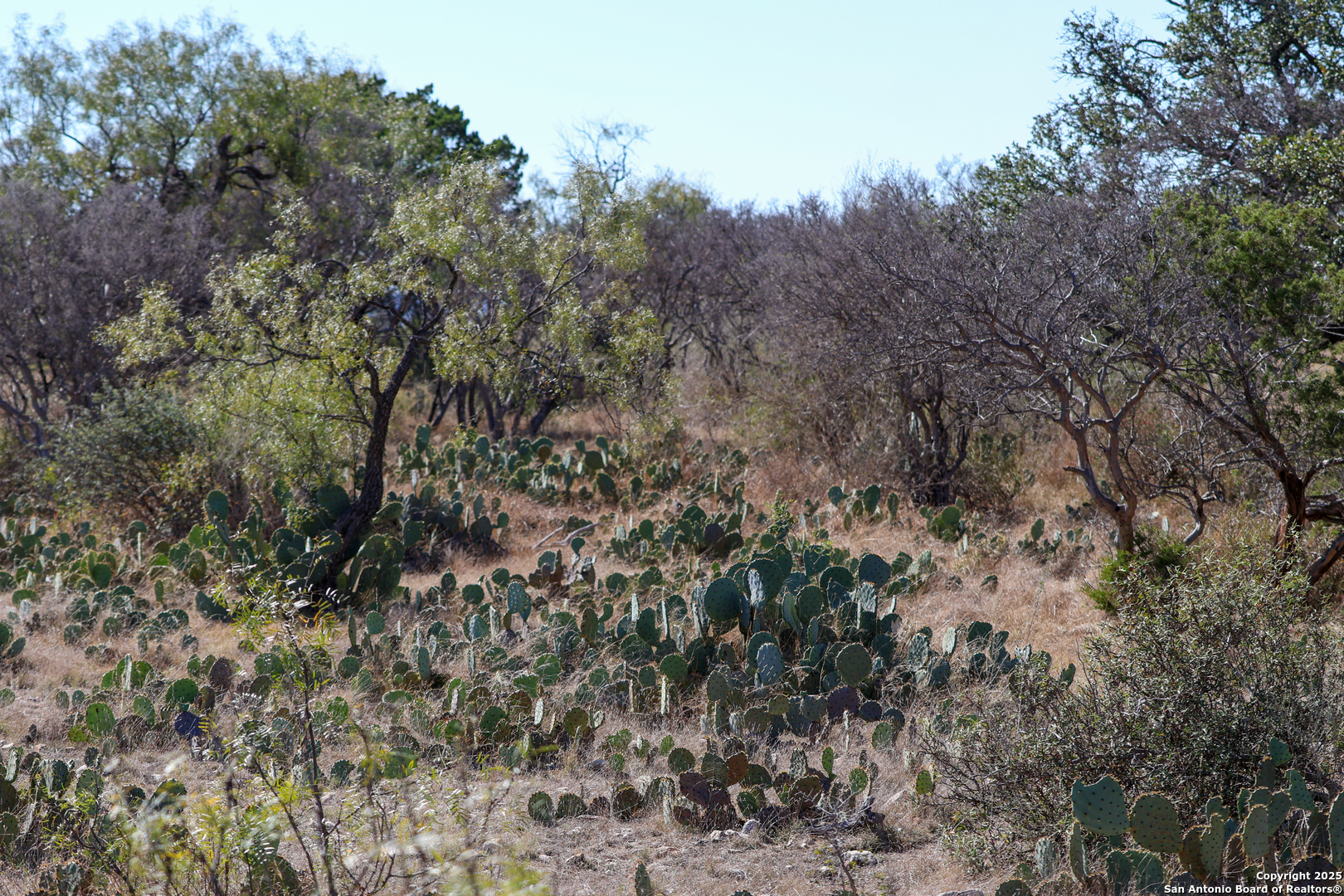 2356 Kc 314 Junction, TX 76849 - Photo 24 of 35 a view of a forest with lots of trees