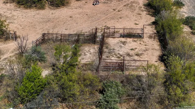a view of a wooden ground with large trees