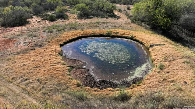 a view of a forest with a tree