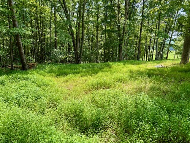 0 War Fork Road McKee, KY 40447 - Photo 4 of 12 Acreage 4