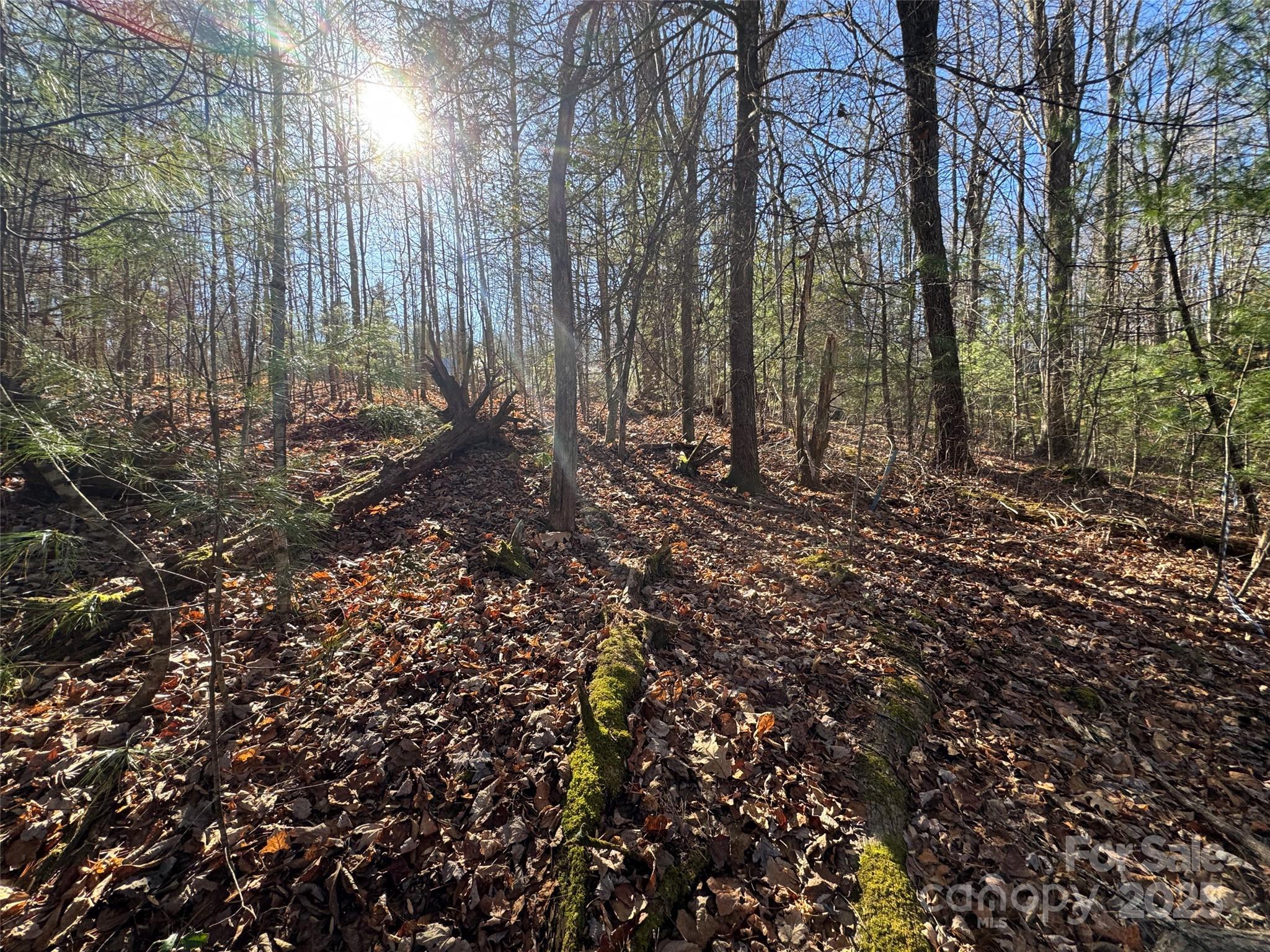 0 Small Creek Road Brevard, NC 28712 - Photo 11 of 21 a view of a forest with trees