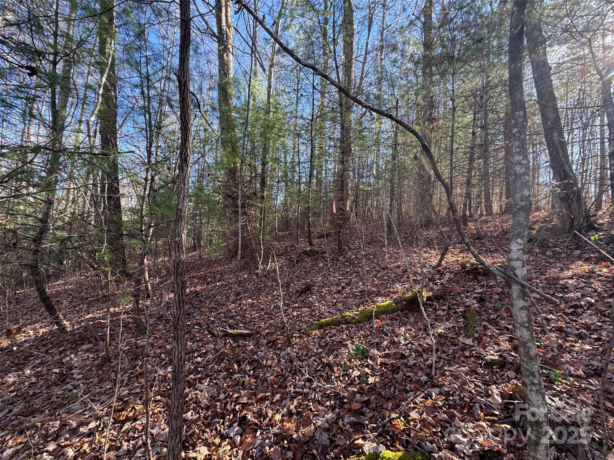 0 Small Creek Road Brevard, NC 28712 - Photo 14 of 21 a view of a forest with trees