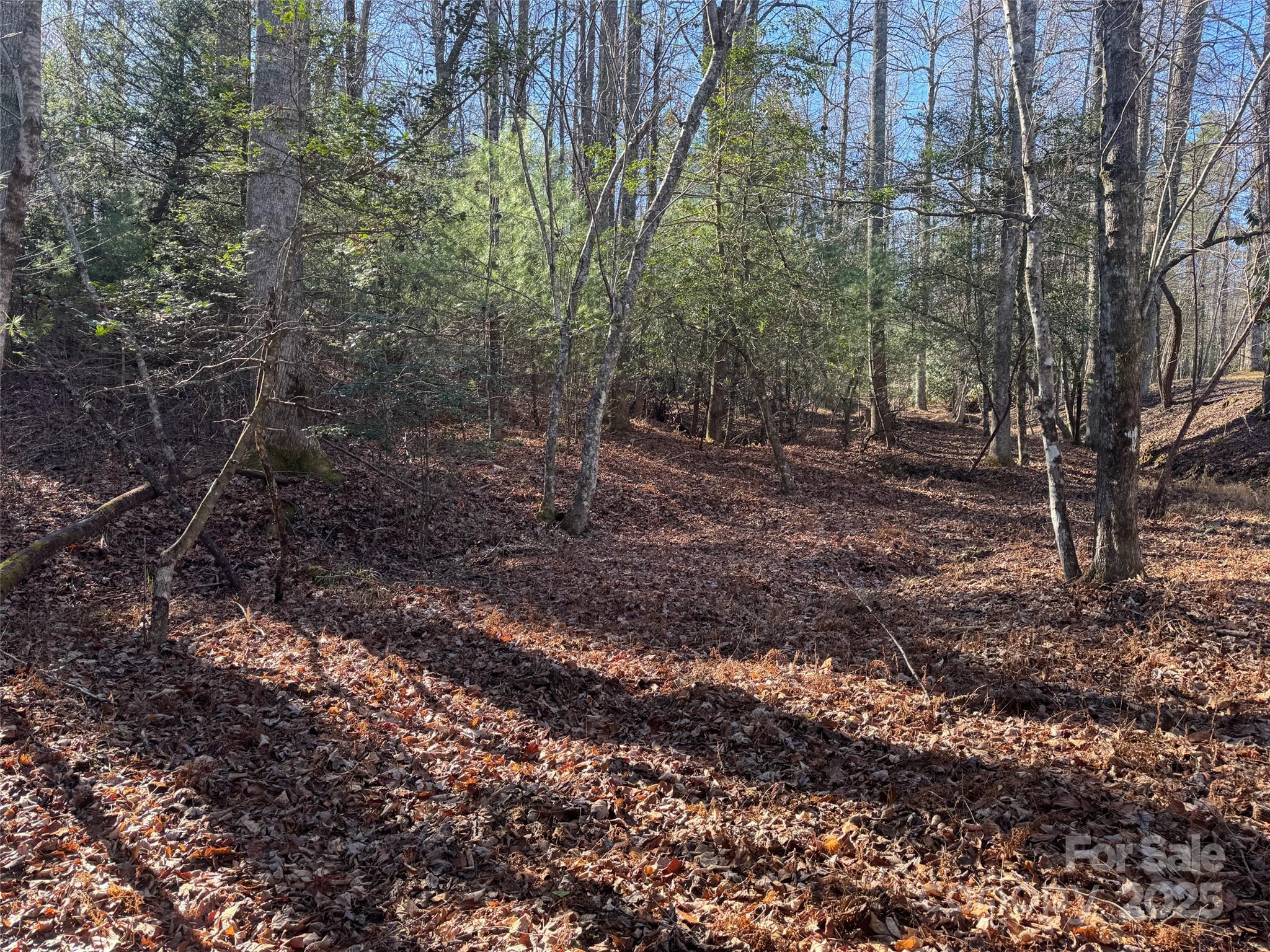 0 Small Creek Road Brevard, NC 28712 - Photo 15 of 21 a view of a forest with trees