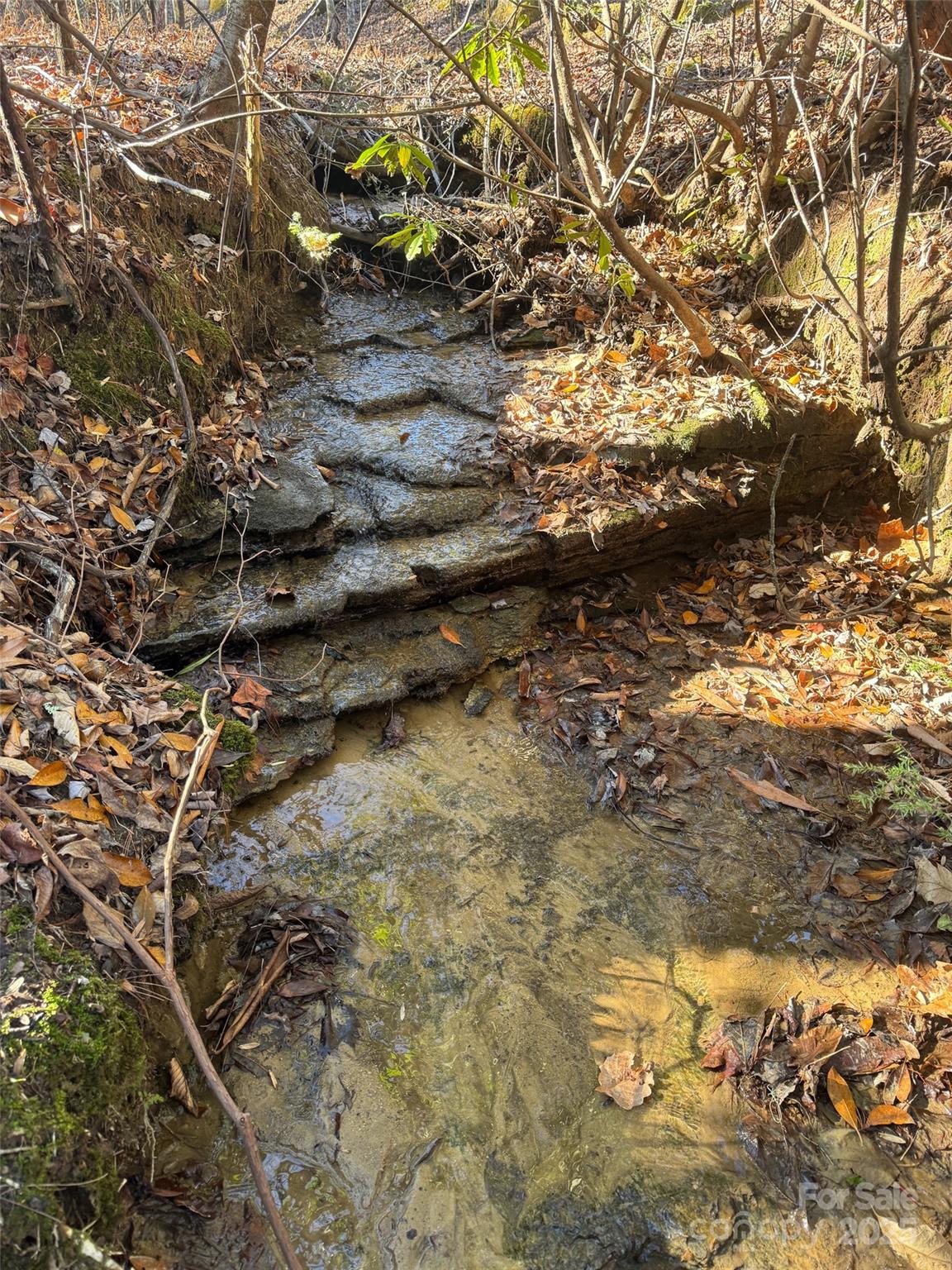 0 Small Creek Road Brevard, NC 28712 - Photo 16 of 21 a view of the tree