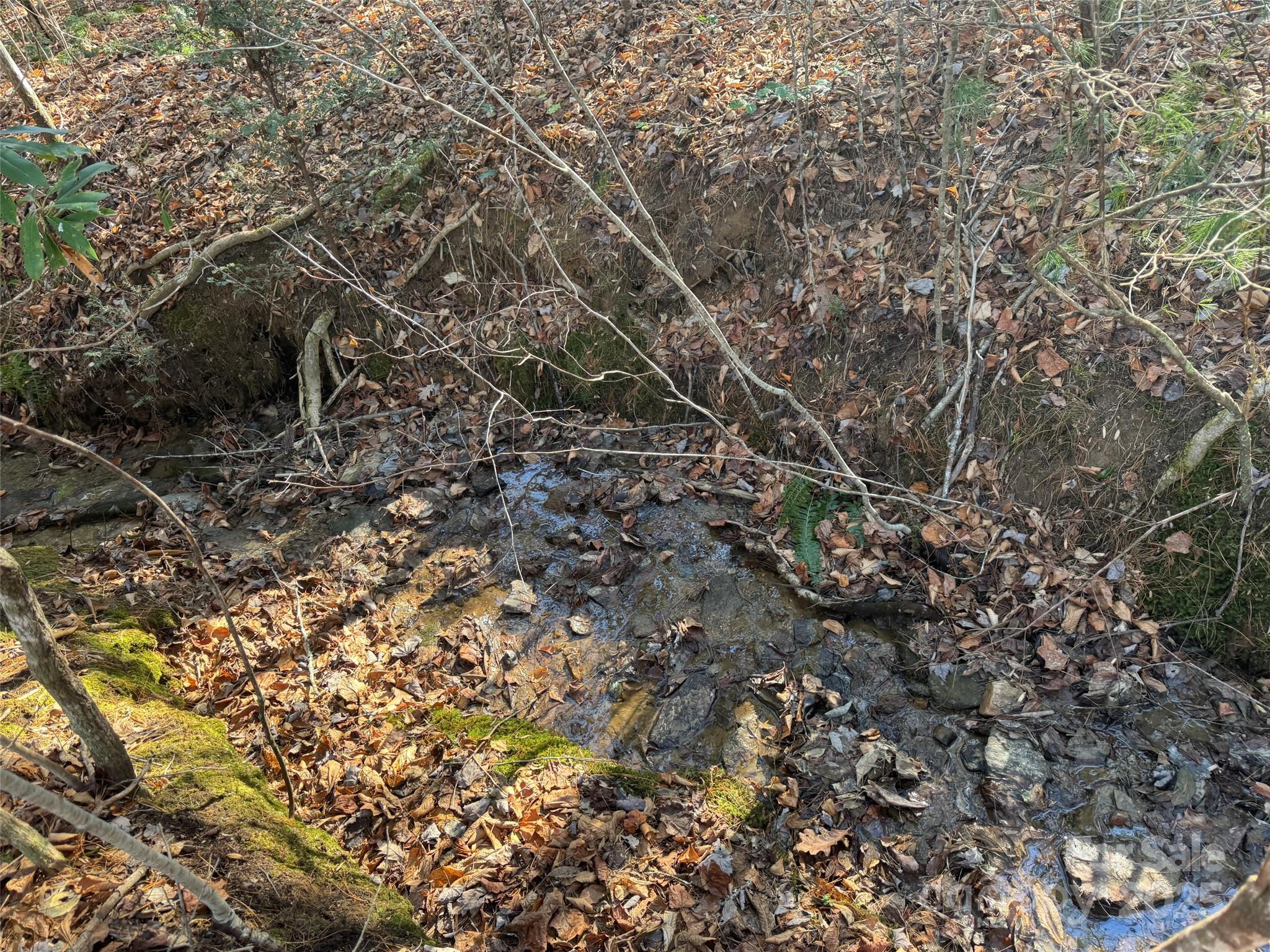 0 Small Creek Road Brevard, NC 28712 - Photo 18 of 21 a view of forest