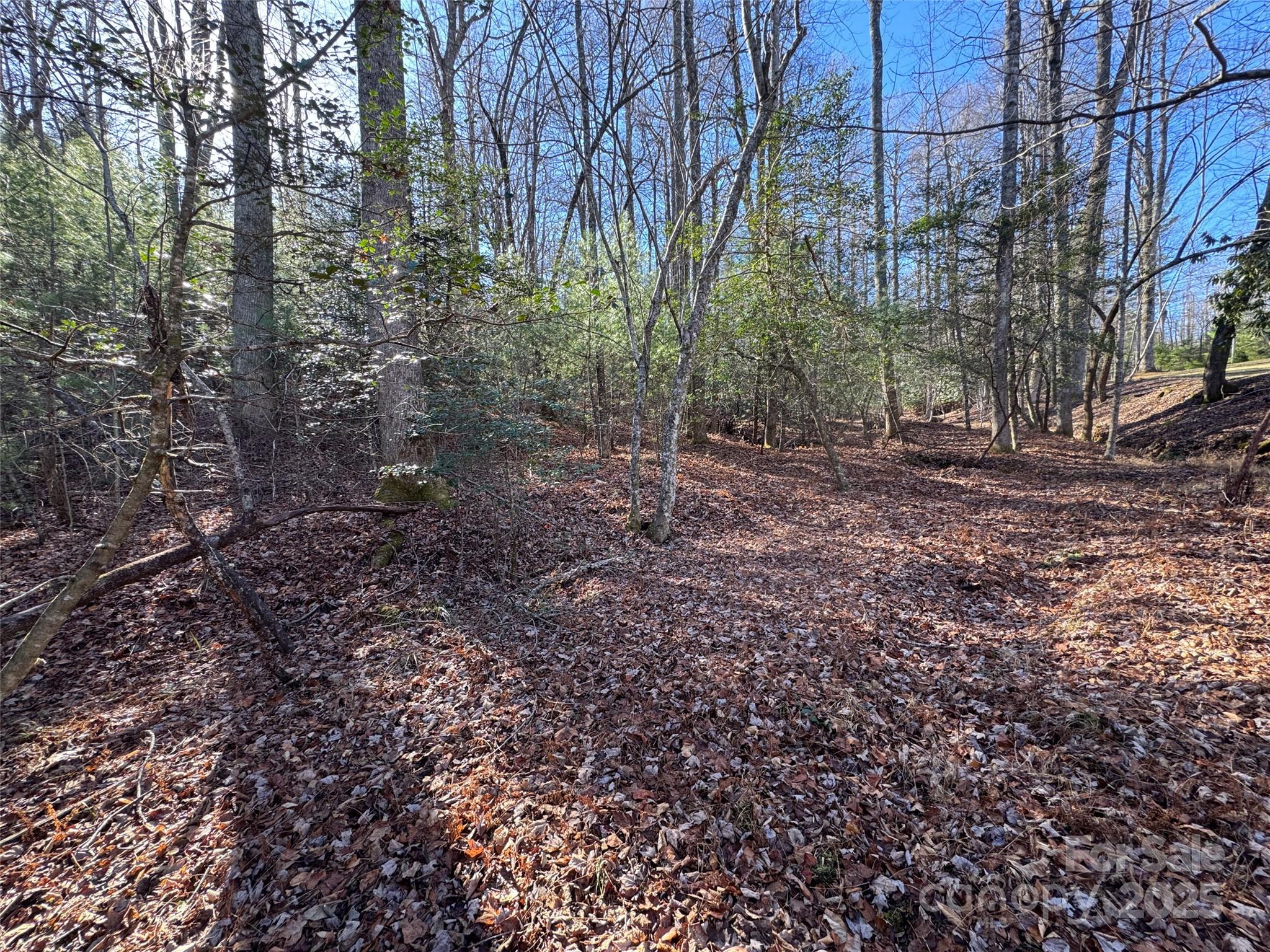 0 Small Creek Road Brevard, NC 28712 - Photo 3 of 21 a view of a yard with plants and trees