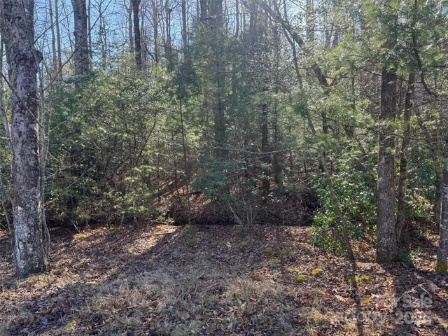 a view of a forest with trees in the background