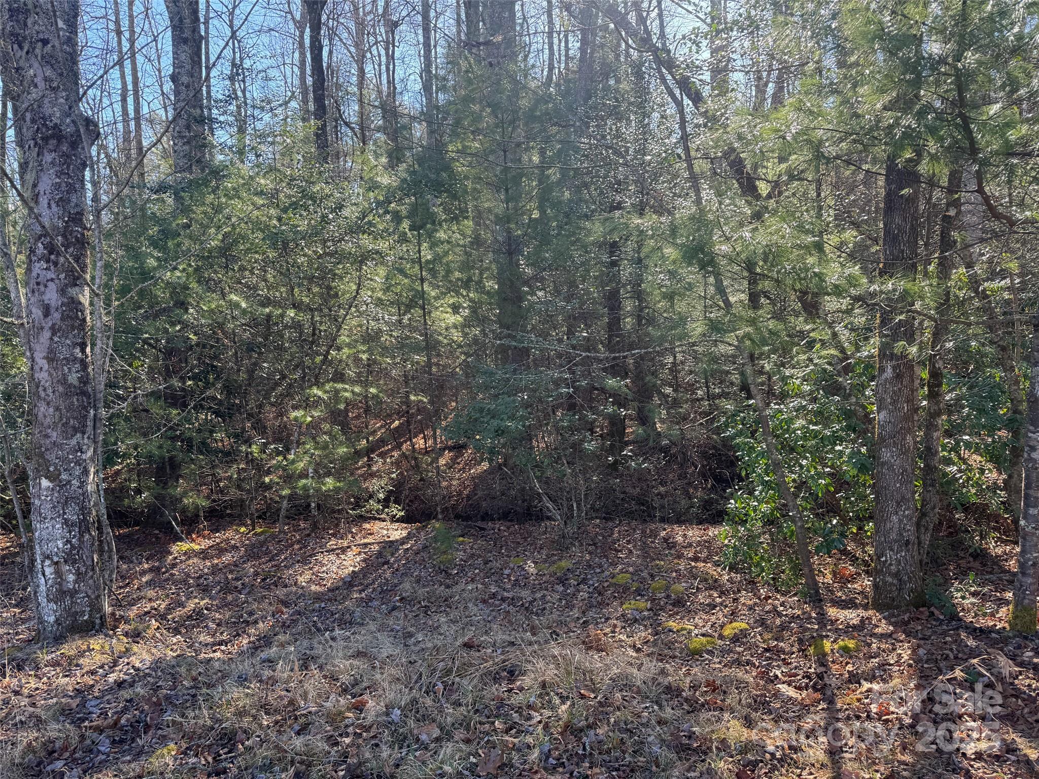 0 Small Creek Road Brevard, NC 28712 - Photo 4 of 21 a view of a forest with trees in the background