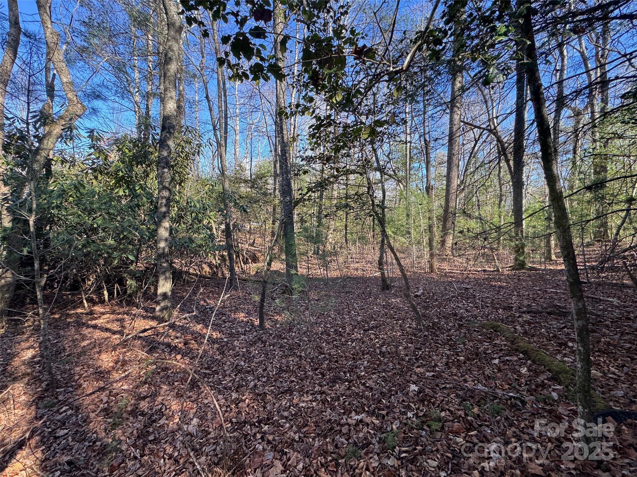 0 Small Creek Road Brevard, NC 28712 - Photo 5 of 21 a view of a yard with plants and trees