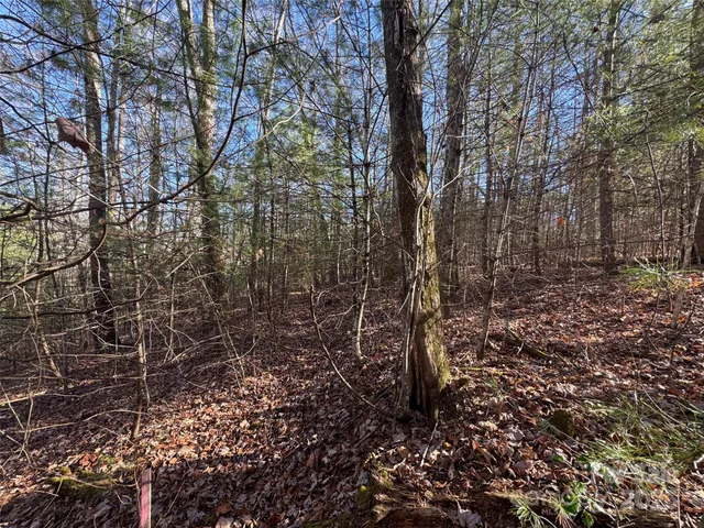 a yard with lots of trees