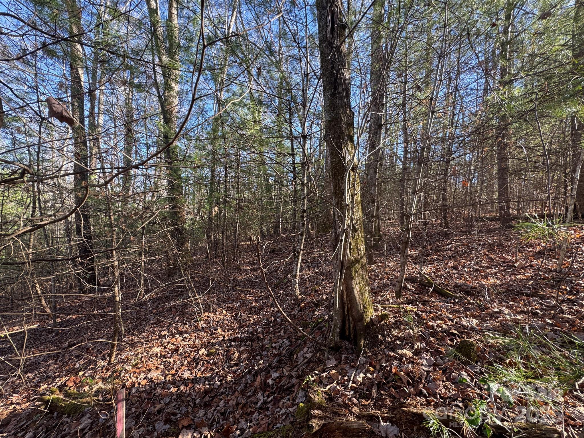 0 Small Creek Road Brevard, NC 28712 - Photo 9 of 21 a yard with lots of trees